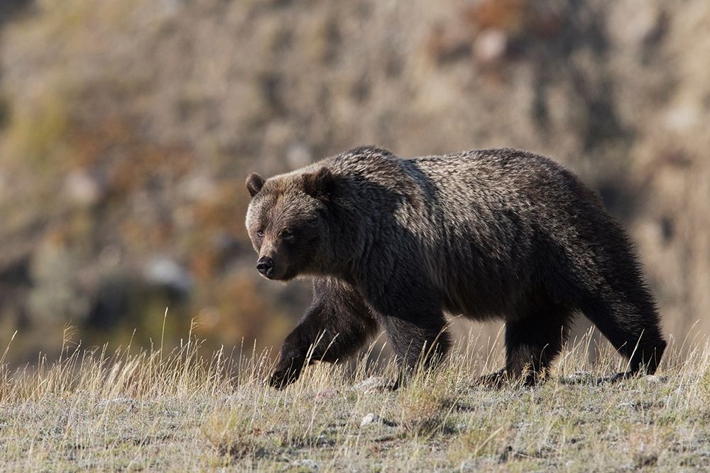 Grizzly Bear